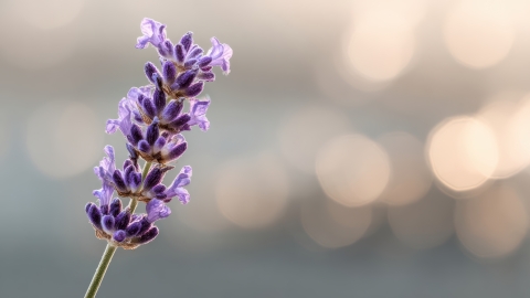 close-up-single-lavender-flower-stalk-with-blurred-background.jpg