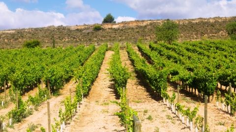vineyards-plantation.jpg